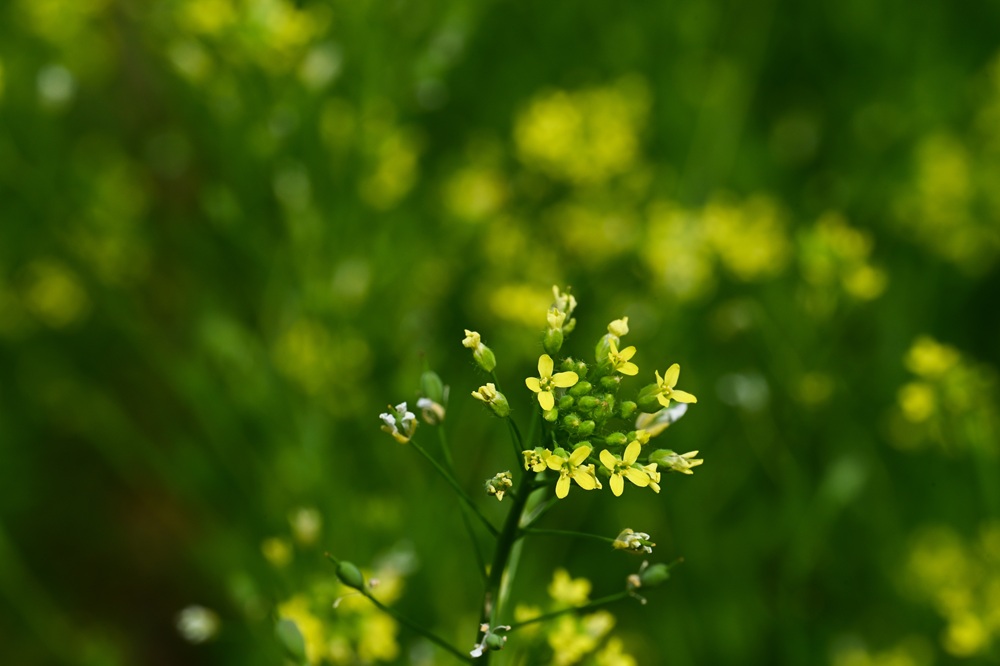 Bayer and bp form strategic alliance to scale camelina for biofuels